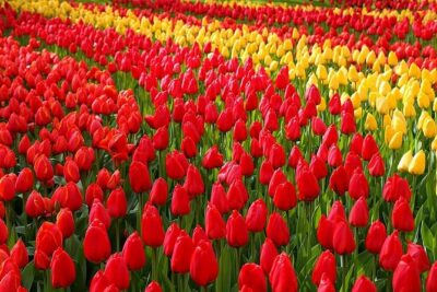 Private Day Trip to Keukenhof Gardens with Entrance Tickets - Keukenhof gardens: orchids, daffodils, hyacinths, and themed walks