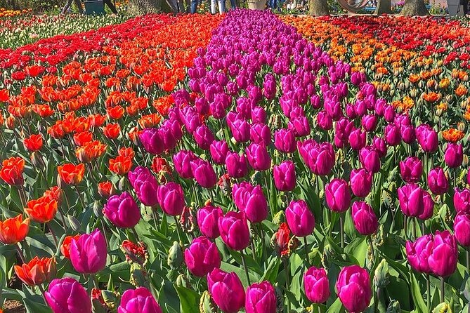 Private Day Trip to Keukenhof Gardens with Entrance Tickets - Should you book: my practical recommendation