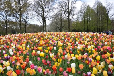 Private Guided Keukenhof Gardens and Zaanse Schans Tour - Zaanse Schans: preserved houses, chocolate, and a working-windmill feel
