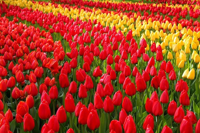 Private Half-Day Trip From Amsterdam to The Tulip Fields in Keukenhof - Keukenhof in a Private Car: The Fast, Flexible Way