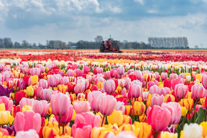 Private Keukenhof Gardens and Tulip Fields Tour from Amsterdam - Tulip Experience Amsterdam: the tulip backstory before the flower photos