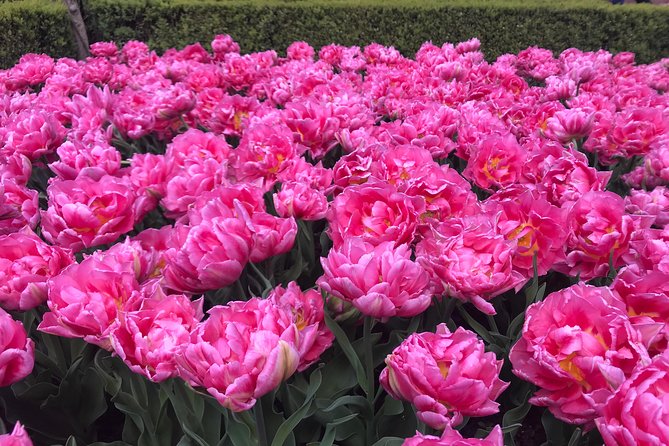 Private Tour to the Keukenhof and Tulip Fields - Keukenhof: Gardens, Tulip Fields, and Time Slots That Matter
