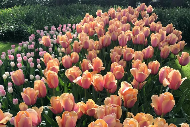 Private Tour to the Keukenhof and Tulip Fields - De Tulperij: A Short Stop for Fields, Photos, and Coffee