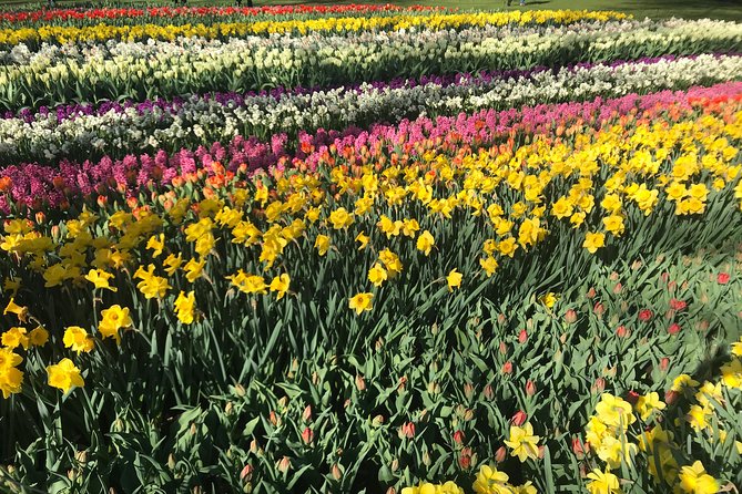 Private Tour to the Keukenhof and Tulip Fields - How the Flexible Itinerary Works in Real Life