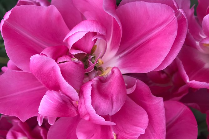 Private Tour to the Keukenhof and Tulip Fields - What to Pack and How to Plan Your Day