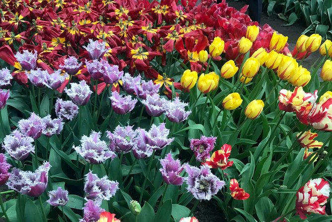 Private Tour to the Keukenhof and Tulip Fields - Aalsmeer Flower Auction: The Morning Window You Should Plan For