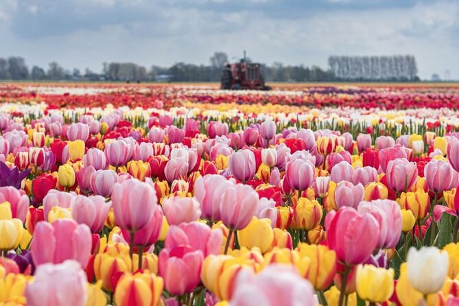 Private Tour to Tulips, Keukenhof, Windmills & Cheese Farm - Quick take: what makes this tour work well
