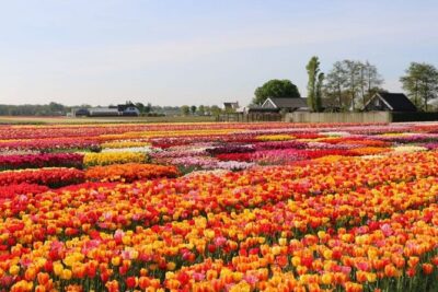 Private Tour to Tulips, Keukenhof, Windmills & Cheese Farm - Keukenhof: Europe’s biggest flower park with time to wander (and optional boat views)