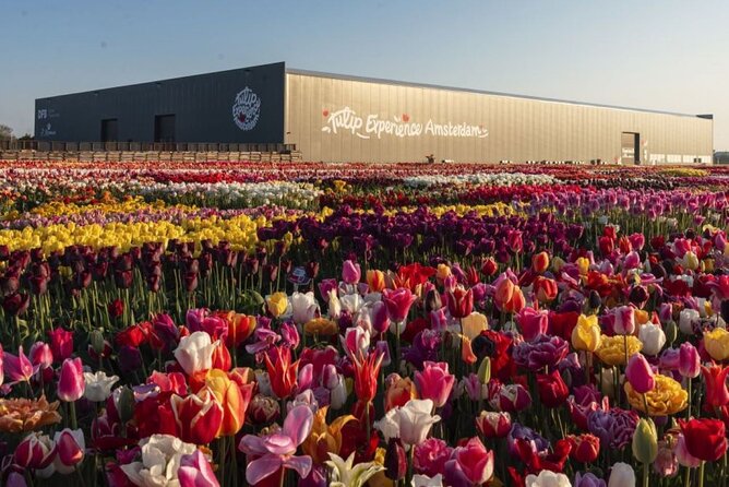 Private Tour to Tulips, Keukenhof, Windmills & Cheese Farm - Jacobs Hoeve Cheese Farm by Henri Willig: Gouda lessons, tastings, and cows in the stables