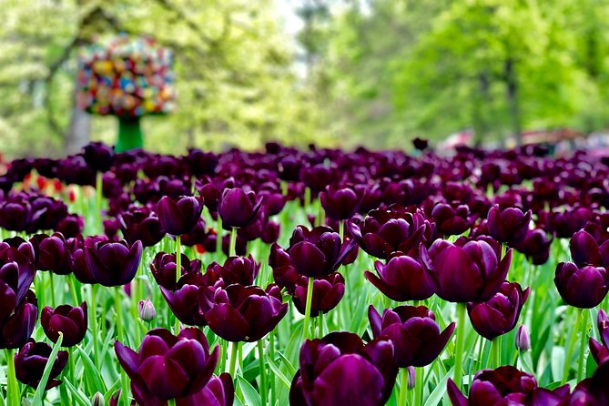 Private Tour to Windmills Zaanse Schans +Keukenhof - 7 Hours - Languages and Pace: Why Private Works for Couples and Families