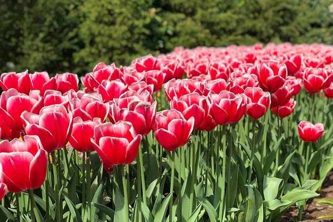 Private Tour to Windmills Zaanse Schans +Keukenhof - 7 Hours - Tickets, Timing, and Weather: How the Day Can Shift