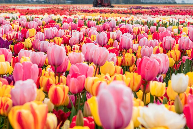 Private Tulip Fields, Windmills and Cheese Tour from Amsterdam - Key highlights at a glance