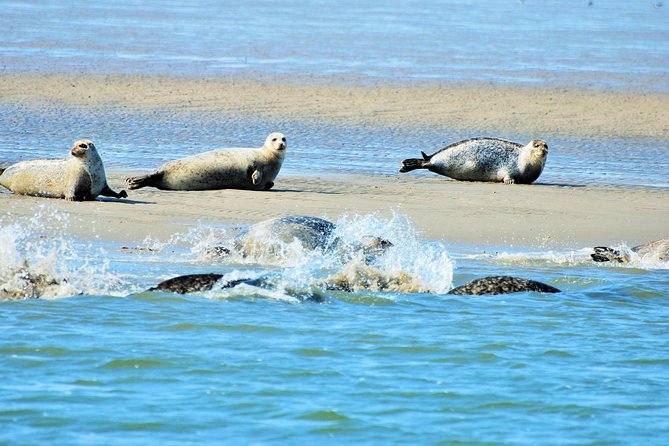 Seal Safari at UNESCO Site Waddensea from Amsterdam - Why the Wadden Sea is the perfect day trip from Amsterdam