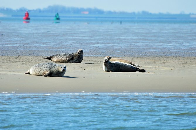Seal Safari at UNESCO Site Waddensea from Amsterdam - Getting out of Amsterdam in a private minivan (and why it’s worth paying for)