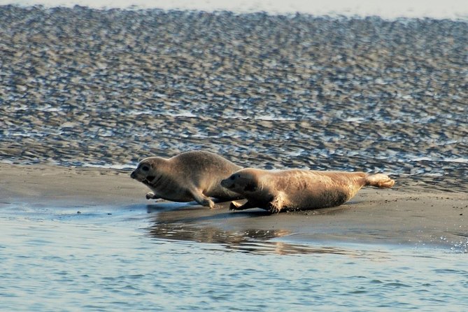 Seal Safari at UNESCO Site Waddensea from Amsterdam - Guides and group size: small enough for real questions