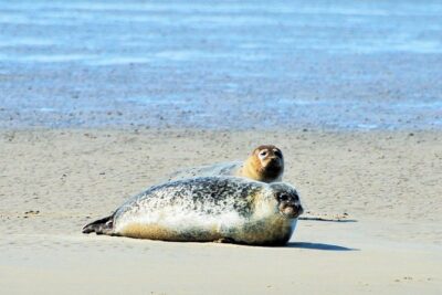 Seal Safari at UNESCO Site Waddensea from Amsterdam - On the Wadden Sea boat tour: seals, birds, and the enclosing dike view