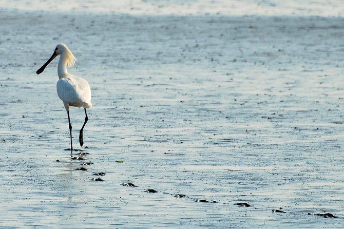 Seal Safari at UNESCO Site Waddensea from Amsterdam - What to pack for a cold boat ride in Dutch wind