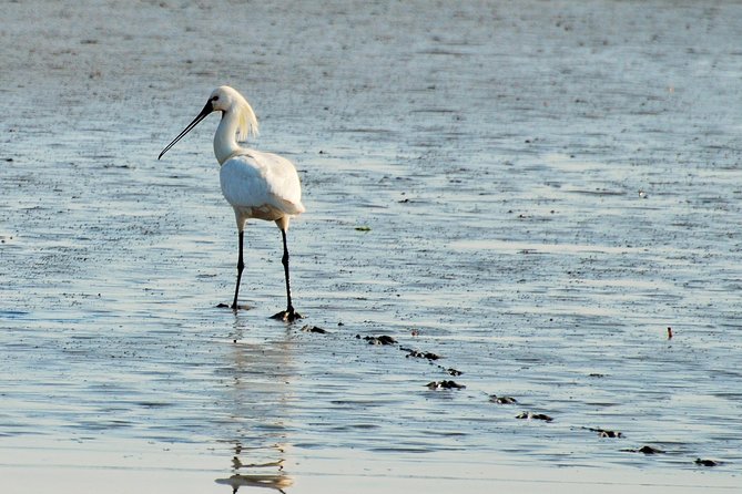 Seal Safari at UNESCO Site Waddensea from Amsterdam - Timing and pacing: a relaxed day trip that still gets wildlife time