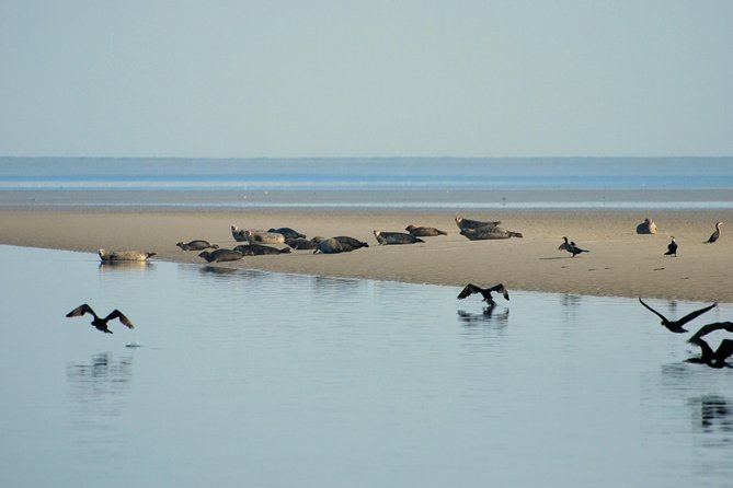 Seal Safari at UNESCO Site Waddensea from Amsterdam - Price and value at about $150 from Amsterdam