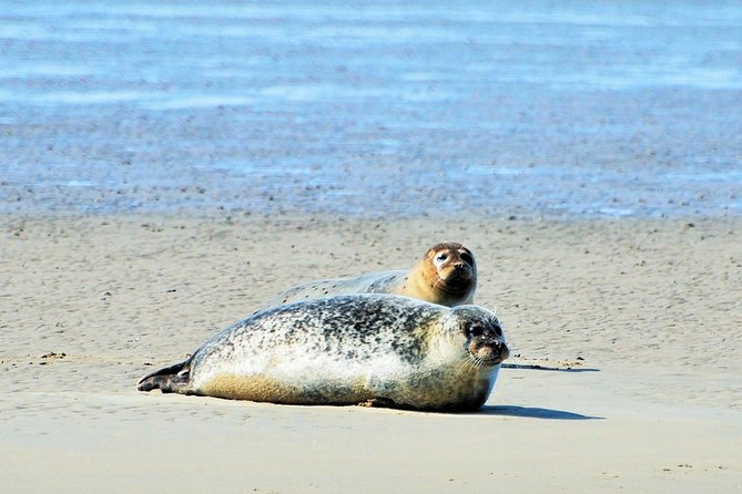 Seal Safari at UNESCO Site Waddensea from Amsterdam - On the Wadden Sea boat tour: seals, birds, and the enclosing dike view