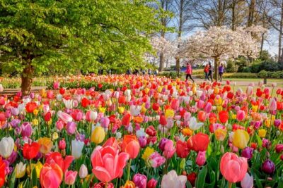 Skip-the-Line Keukenhof Gardens and Tulip Fields Tour from Amsterdam - Private pickup from Amsterdam: the comfort and logistics win