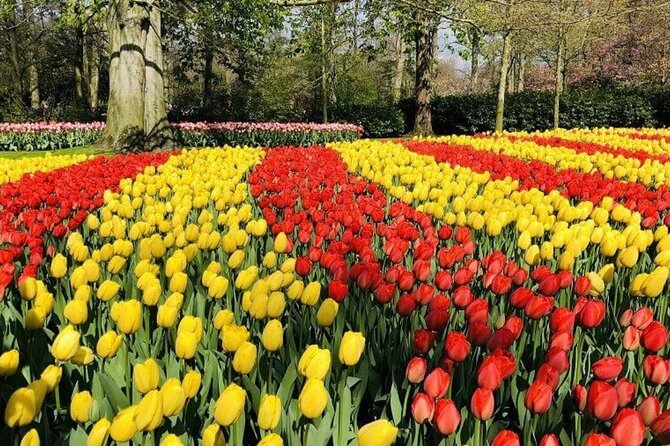 Skip-the-Line Keukenhof Gardens and Tulip Fields Tour from Amsterdam - What makes the experience feel “luxury” in real life