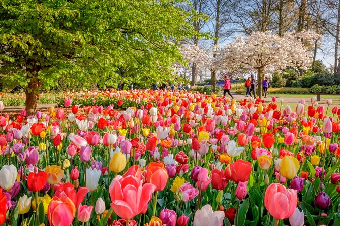 Skip-the-Line Keukenhof Gardens and Tulip Fields Tour from Amsterdam - Private pickup from Amsterdam: the comfort and logistics win