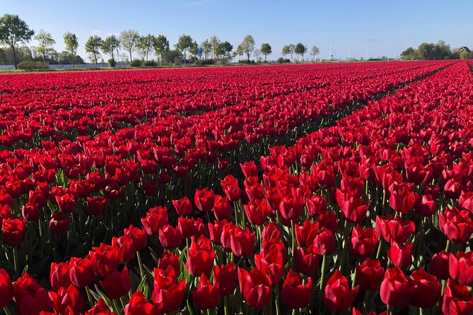 Small Group Keukenhof and Delft Guided Tour from Amsterdam - Should you book this Keukenhof and Delft tour?