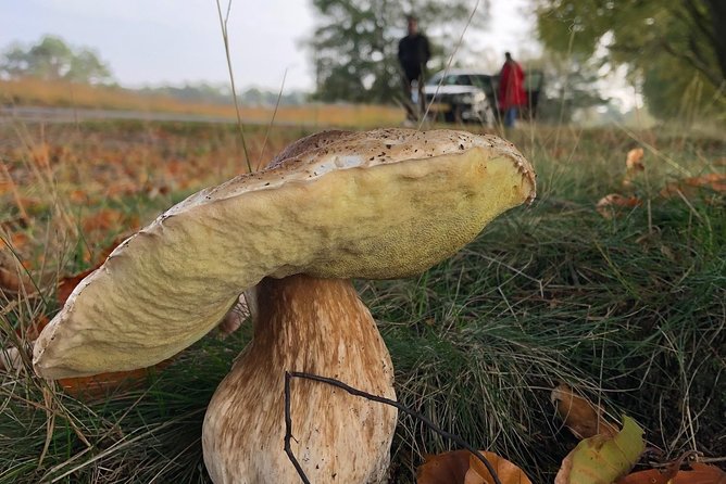 Small Group Tour to NP Hoge Veluwe (van Gogh) from Amsterdam - Food, Timing, and What to Bring for a Smooth Day