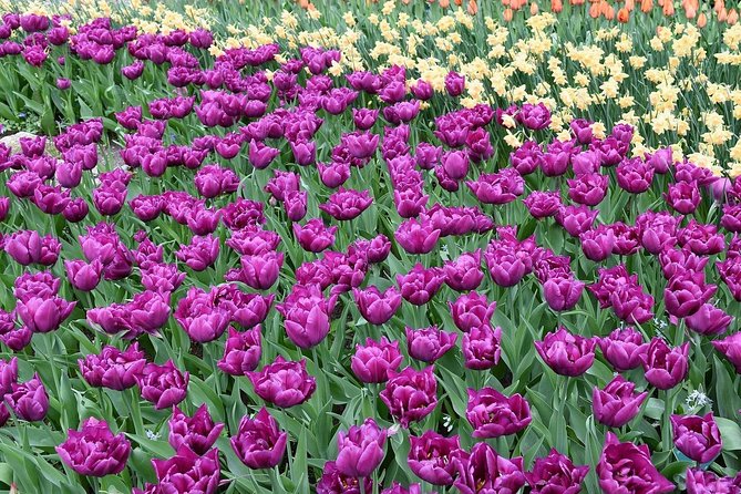 Tour to Giethoorn and Keukenhof Tulip Fields from Amsterdam - Should you book this tour to Keukenhof and Giethoorn?